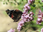 20110726 Butterflies near Llantwit Major beach